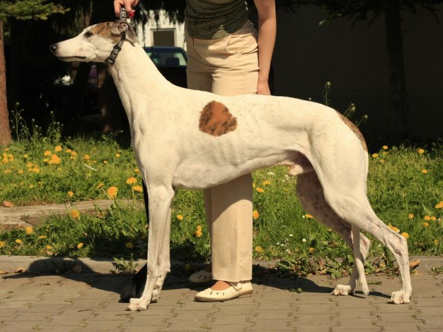 foto_174